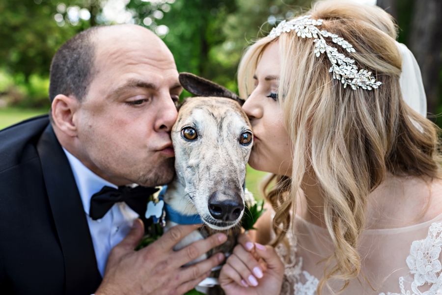 A bride and groom kiss their greyhound on their wedding day.